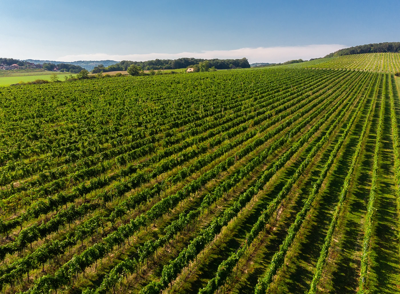 webforexperts - Söptei Zsolt Winery 2022