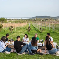 webforexperts - Füred Piknik 2025